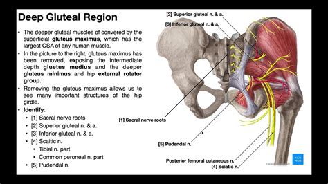 Hip External Rotators | The Deep Gluteal Muscles - YouTube