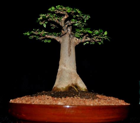 Bonsai Baobab Tree For Sale