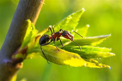 Ant Species UK Guide | Empire Pest Control London