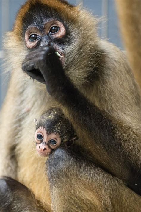 Baby spider monkey | Adorable Babies | Pinterest