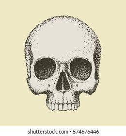 Human Skull Without Lower Jaw Drawn 스톡 벡터(로열티 프리) 574676446 | Shutterstock