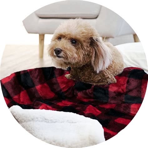 How to Pick the Perfect Winter Blanket for Pets | BeChewy