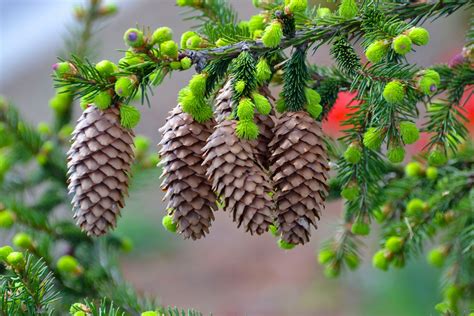 Pine Cone Wallpaper - WallpaperSafari