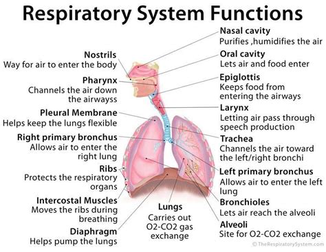 which of the following is the function of the respiratory system? - Brainly.ph