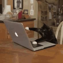 Insane Fast Typing Cat GIF - Insane Fast Typing Cat - Discover & Share GIFs