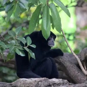 Siamang Gibbon - Facts, Diet, Habitat & Pictures on Animalia.bio