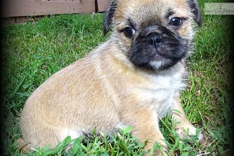 Asguard: Pugapoo puppy for sale near Salina, Kansas. | 97ce5209-d8d1