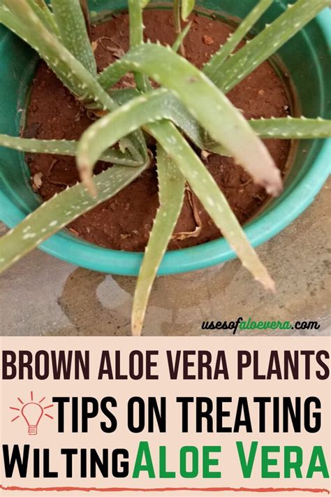 Brown Aloe Vera Plants: Tips On Treating Wilting Aloe Vera | USES OF ALOE VERA | Aloe vera plant ...