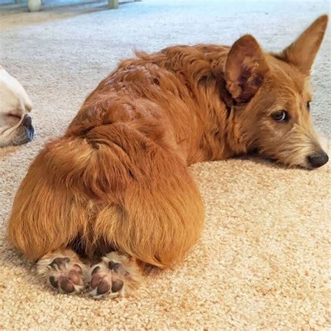 Corgipoo: Corgi & Poodle. - The Dogman