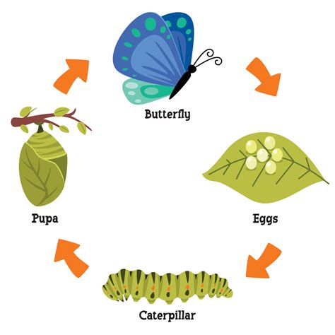 Life Cycle Of A Caterpillar Clipart