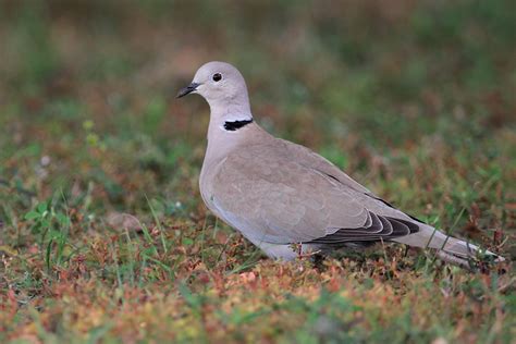 Eurasian Collared Dove Facts, Range, Habitat, Diet, Pictures