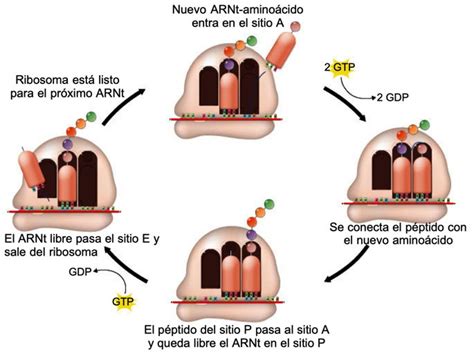 Síntesis de Proteínas: Qué es y Etapas (con dibujos) - Enciclopedia ...