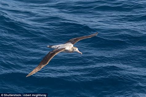 How the albatross can fly 500 miles with just a few flaps | Daily Mail Online