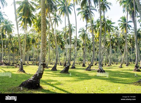 Palm groves in a garden. densely growing coconut trees in a tropical garden. exotic agriculture ...