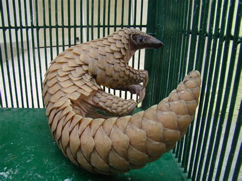 Nearly 6,000 pangolins were poached in India between 2009 and 2017, shows a TRAFFIC study.