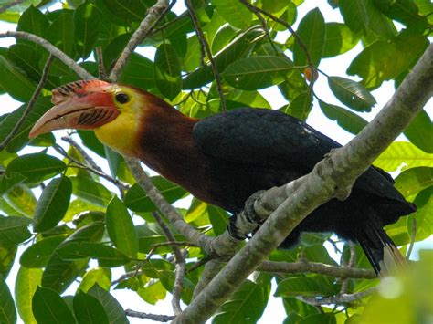 Writhed Billed Hornbill (aceros Waldeni)