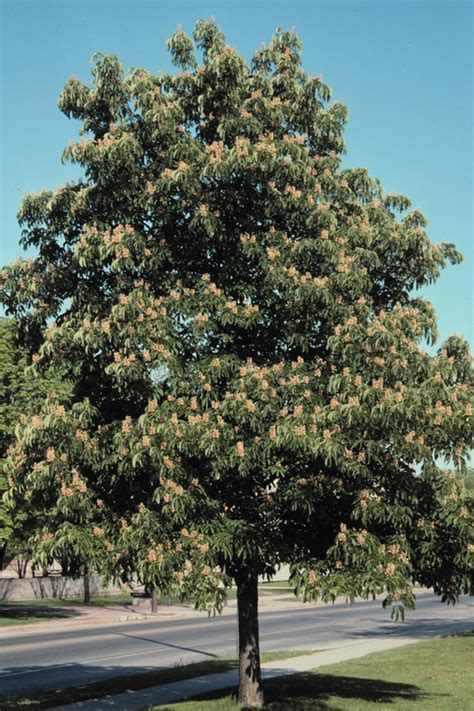 Aesculus flava yellow buckeye - Landscape Ontario