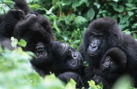 Mountain Gorillas Are Friendly with Some Neighbors