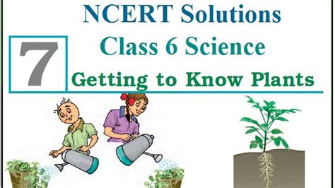 NCERT Solutions Class 6 Science Chapter7Getting to Know Plants ...