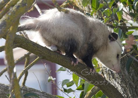 CalPhotos: Didelphis virginiana; Opossum