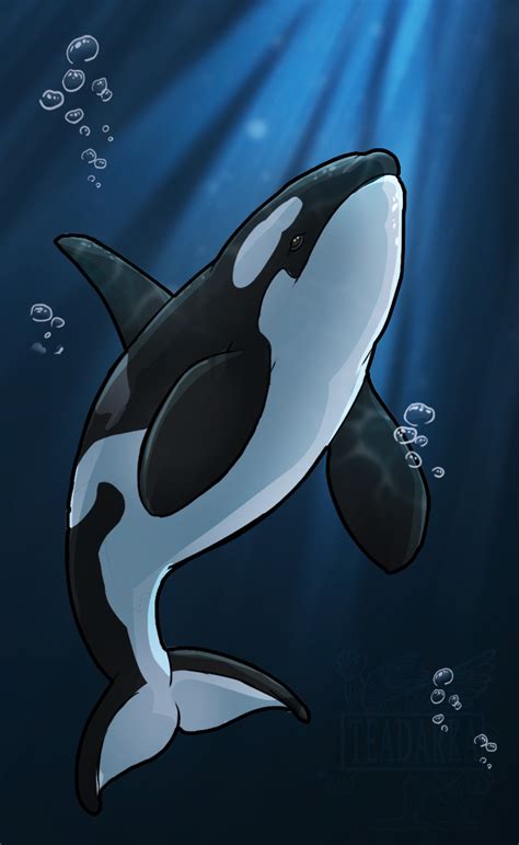 Orca Drawing