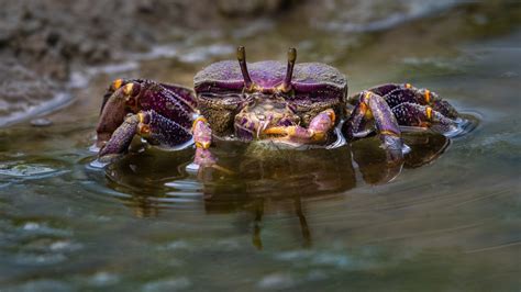 Download Animal Crab HD Wallpaper