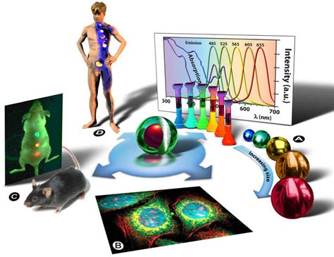 IJMS | Free Full-Text | Quantum Dots—From Synthesis to Applications in ...