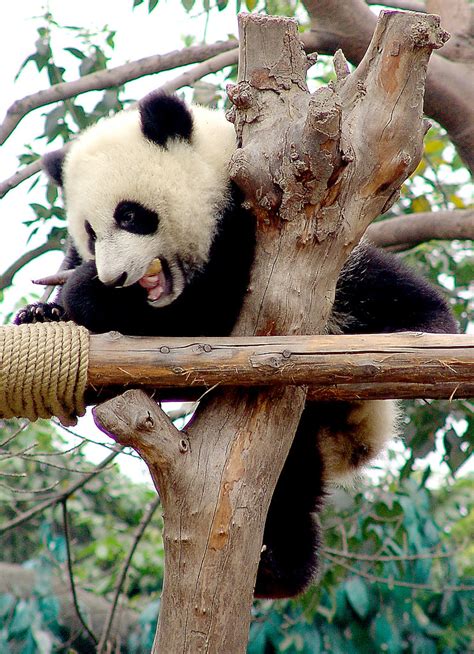 Giant Panda Cubs 235 | Tianjin24 | Flickr