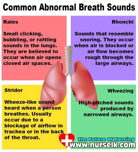 Image result for abnormal breath sounds | Lung sounds, Breathe, Nclex