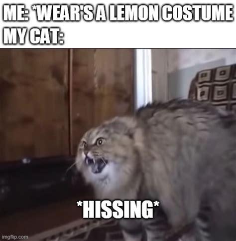 cats hates the smell of lemons - Imgflip