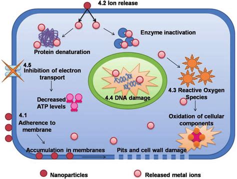 2 Different mechanisms of antimicrobial action of nanoparticles ...