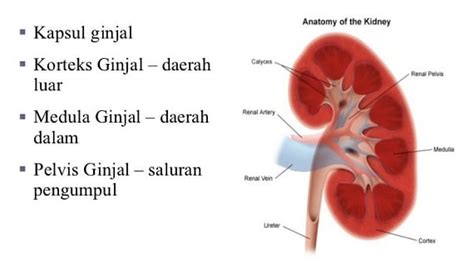 Pengertian, Struktur, Bagian & Fungsi Ginjal Manusia | RadenWinata.com