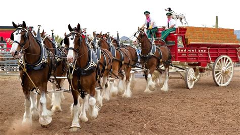 Budweiser Clydesdale Horses: History, Facts, FAQs & Ultimate Guide