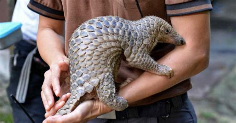 Pangolin Scales Seizure / Pangolin Scale Seizures Jumped 10 Times ...