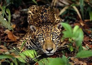 Species of the month: January – the Jaguar | WWF Brasil