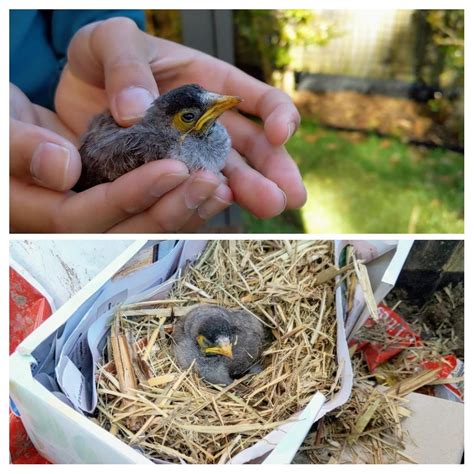 I found a noisy miner bird fallen on the ground so gave it a nest : r/aww