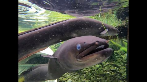 We're going inside our New Zealand long-fin eel habitat! - YouTube