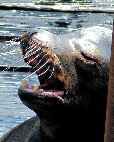 Sea Lion Smile | A sea lion shows me his teeth at Newport, O… | Kathy ...