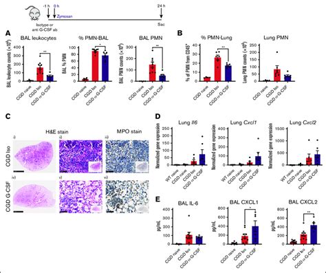 G-CSF neutralization ameliorates zymosan-induced lung inflammation in... | Download Scientific ...