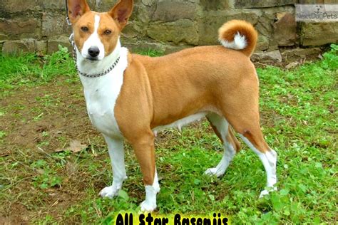 Mollie Male: Basenji puppy for sale near Fort Smith, Arkansas. | 8a7e917d-8101