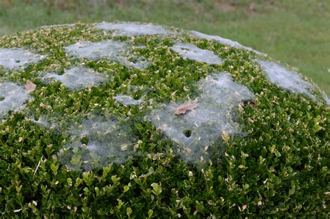 Spiders in the mist: Funnel weaving spider, Pennsylvania Grass Spider, Agelenopsis pennsylvanica ...