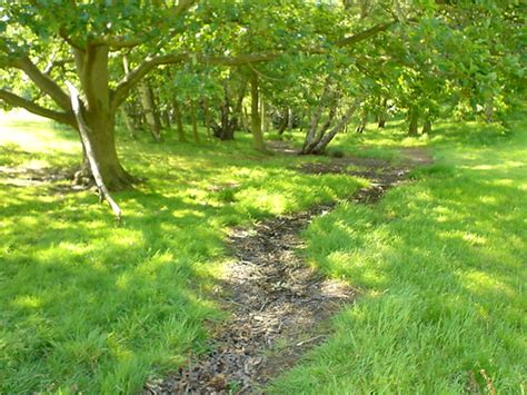 The source of the River Fleet | ...in a small clump of trees… | Flickr