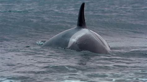 Orca swims too close to shore and gets beached - Documentarytube.com