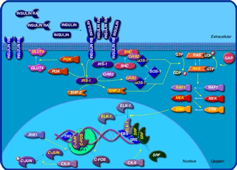 Insulin Receptor Structure