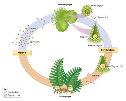 Pteridophytes Life Cycle - Biology 11