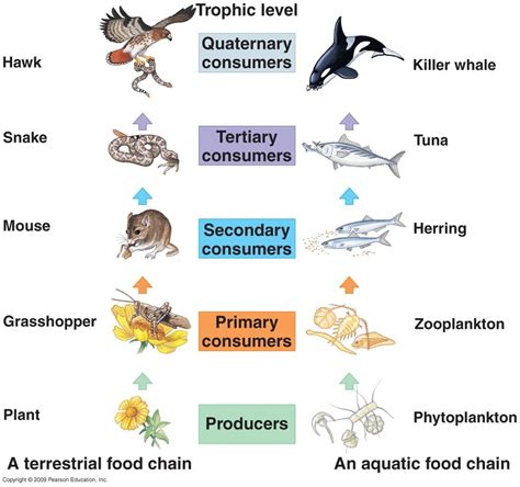 Terrestrial Food Chain Examples