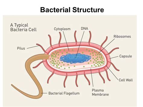 Label the Bacterial Cell Key New Unit 1 Cells and Cell Processes Ppt | Cell processes, Cell wall ...