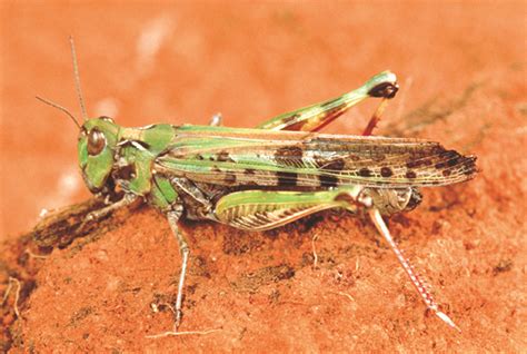 Australian plague locust: identification field guide | Department of ...