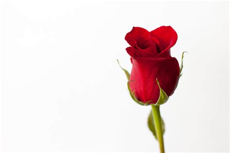 A Rose in Remembrance | A single rose - the symbol of the No… | Flickr
