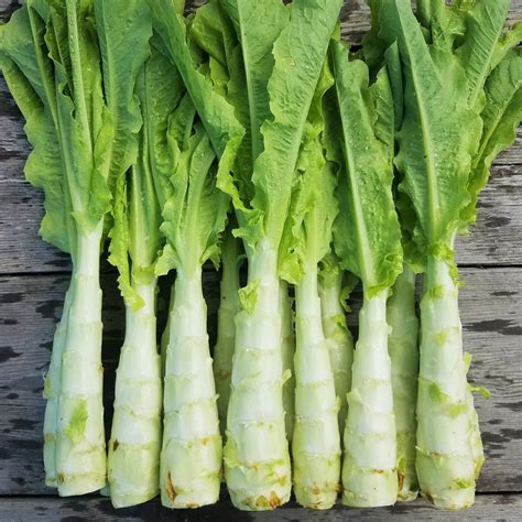 Celtuce Seeds (Chinese Stem Lettuce) | Summer 38 Slow Bolting Asian Vegetable Chinese Celery ...